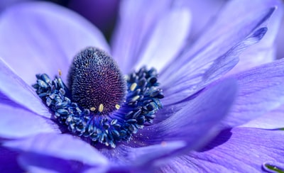 微距摄影的紫色花瓣的花
